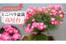 数量限定 ミニバラ 盆栽 「 高尾台 」 バラ ばら 薔薇 ギフト 贈り物 [BN014ci]