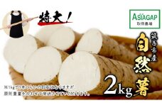ASIAGAP認証農場 の 自然薯 2kg 茨城県 筑西市産 じねんじょ 山芋 芋 イモ いも とろろ 山菜 ASIAGAP [DD003ci]