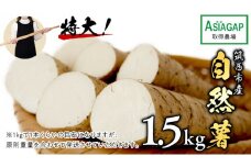 ASIAGAP認証農場 の 自然薯 1.5kg 茨城県 筑西市産 じねんじょ 山芋 芋 イモ いも とろろ 山菜 ASIAGAP [DD002ci]
