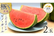 【 JA北つくば 】 極シャリ食感 ！ こだますいか 「 ピノ・ガール 」 2玉 先行予約 小玉すいか 小玉 すいか スイカ 果物 フルーツ ピノガール 西瓜 くだもの デザート 茨城 [AE018ci]