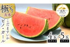 【 JA北つくば 】 極シャリ食感 ！ こだますいか 「 ピノ・ガール 」 4～5玉 先行予約 小玉すいか 小玉 すいか スイカ 果物 フルーツ ピノガール 西瓜 くだもの デザート 茨城 [AE019ci]