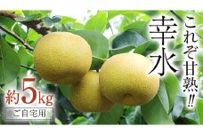 これぞ甘熟 『 幸水 』 5kg ( 自家用 ) 2025年産 先行予約 フルーツ 果物 国産 日本産 梨 ナシ なし 和梨 [DJ001ci]