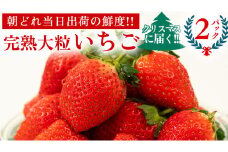 【 クリスマス ( 24日・25日 ) に届く！】 完熟 いちご 2パック 先行予約 大粒 イチゴ 苺 フルーツ 果物 [AF098ci]