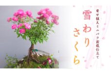 寄せ植え ミニバラ 盆栽仕立て 「雪わりさくら」 薔薇 ばら 盆栽 ギフト 贈答 プレゼント 贈り物 贈りもの 母の日 誕生日 記念日 [BN018ci]