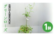 寄せ植え 「 グリーンローズ 」 1鉢  スタンダード バラ ミニバラ 薔薇 花 お花 フラワー ギフト プレゼント [BN024ci]
