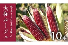 地下水100％で作る美味しい 「 大和ルージュ 」 10本 トウモロコシ とうもろこし スイートコーン コーン 野菜 地下水 ミネラル [DU012ci]