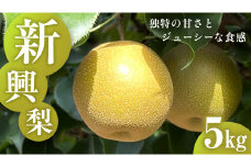 独特の甘さ ジューシーな食感 「 新興 」 5kg 梨 減農薬 果物 フルーツ なし ナシ 和梨 [DC010ci]