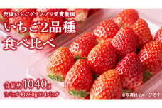 【 茨城いちごグランプリ 受賞 農園 】 完熟 いちご 2品種 食べ比べ セット 茨城県オリジナル品種 イチゴ 苺 フルーツ 果物 果実 いばらキッス ひたち姫 [DY002ci]