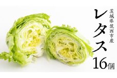 茨城県 筑西市産 レタス 16個 野菜 やさい [DU016ci]