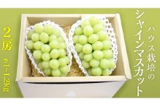ハウス栽培 の シャインマスカット 2房 ( 約1kg〜1.2kg ) 令和7年産 先行予約 ぶどう ブドウ 葡萄 フルーツ [EK002ci]