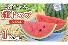 希少品種 「 紅トップ 」 1玉 ( Lサイズ ) 茨城県産 こだますいか 小玉 すいか スイカ 西瓜 フルーツ 果物 [AG006ci]
