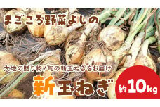 茨城県 筑西市産「 まごころ野菜よしの の 新玉ねぎ 」 約10kg 令和7年産 先行予約 玉ねぎ 玉葱 タマネギ 野菜 [DX022ci]