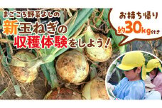 新玉ねぎの収穫体験をしよう！ ( お持ち帰り約30kg付き ) 収穫体験 体験 玉ねぎ 玉葱 タマネギ 野菜 新玉 たまねぎ [DX025ci]