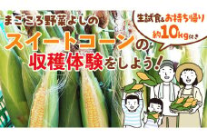 生の試食付き！スイートコーンの収穫体験をしよう！ ( お持ち帰り 約10本 付き) 収穫体験 トウモロコシ とうもろこし コーン 野菜 体験 チケット [DX026ci]