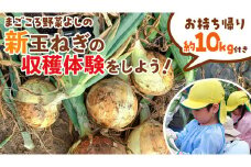 新玉ねぎの収穫体験をしよう！ ( お持ち帰り約10kg付き ) 収穫体験 体験 玉ねぎ 玉葱 タマネギ 野菜 新玉 たまねぎ [DX023ci]