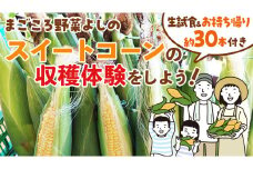 生の試食付き！スイートコーンの収穫体験をしよう！ ( お持ち帰り 約30本 付き) 収穫体験 トウモロコシ とうもろこし コーン 野菜 体験 チケット [DX028ci]
