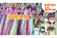大和ルージュの収穫体験をしよう！ ( お持ち帰り約10本付き ) 収穫体験 トウモロコシ とうもろこし コーン 野菜 [DX030ci]