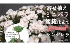 寄せ植え 盆栽 風 仕立て「シンデレラ」 バラ 花 お花 フラワー ギフト 母の日 [BN053ci]