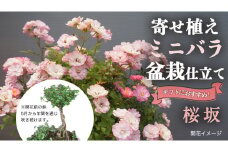寄せ植え ミニバラ 盆栽 風 仕立て「桜坂」 バラ 花 お花 フラワー ギフト 母の日 [BN050ci]