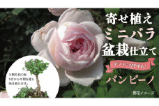 寄せ植え ミニバラ 盆栽 風 仕立て「バンビーノ」 バラ 花 お花 フラワー ギフト 母の日 [BN051ci]
