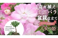 寄せ植え 盆栽 風 仕立て「八女つ姫」 バラ 花 お花 フラワー ギフト 母の日 [BN052ci]