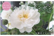 ミニ バラ 寄せ植え 「ホワイトボンボン」 お花 花 フラワー 薔薇 小林幸子 [BN054ci]