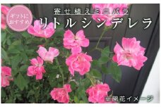ミニ バラ 寄せ植え 「リトルシンデレラ」 お花 花 フラワー 薔薇 小林幸子 [BN055ci]