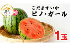 こだますいか 「 ピノ・ガール 」 1玉 2026年産 先行予約 筑西ブランド こだまスイカ 小玉スイカ すいか スイカ フルーツ 果物 [AF077ci]