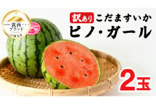 【 訳あり 】 こだますいか 「 ピノ・ガール 」 2玉 2026年産 先行予約 筑西ブランド こだまスイカ 小玉スイカ すいか スイカ フルーツ 果物 [AF081ci]