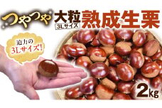 【 谷口農場 】 つやつや 大粒 熟成 生栗 2kg ( 3Lサイズ ) 完熟 栗 くり クリ 栗ごはん 果物 フルーツ 数量限定 [EC001ci]