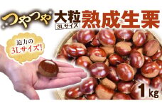 【 谷口農場 】 つやつや 大粒 熟成 生栗 1kg ( 3Lサイズ ) 完熟 栗 くり クリ 栗ごはん 果物 フルーツ　数量限定 [EC002ci]