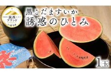 【 JA北つくば 】 黒こだますいか 「 誘惑のひとみ 」 1玉 2026年産 スイカ 果物 フルーツ 小玉スイカ 小玉 西瓜 くだもの デザート 茨城 [AE056ci]