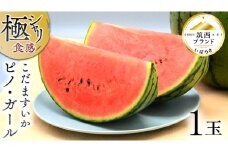 【 JA北つくば 】 極シャリ食感 ！ こだますいか 「 ピノ・ガール 」 1玉 2026年産 小玉すいか 小玉 すいか スイカ 果物 フルーツ ピノガール 西瓜 くだもの デザート 茨城 [AE058ci]