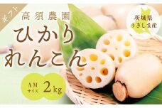 ひかりれんこんギフト2kg (AMサイズ) 化粧箱入｜れんこん レンコン 蓮根 根野菜 浮島れんこん [1097]