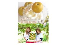 採れたて!とっても甘い　完熟梨!約5kg【1323736】