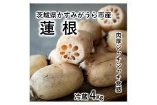 肉厚でシャキシャキの食感と甘みが特徴　　掘りたて れんこん　4Kg(4～7本)【1336120】