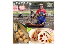 肉厚でシャキシャキの食感と甘みが特徴　　掘りたて れんこん　4Kg(4～7本)【1336120】