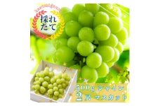 ＜先行受付＞茨城県かすみがうら市産　シャインマスカット2房(約500g×2)【1340410】