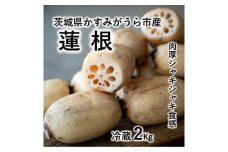 肉厚でシャキシャキの食感と甘みが特徴　　掘りたて れんこん　2Kg(2～4本)【1370489】