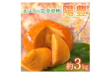 ＜先行受付＞大ぶりの完全甘柿「陽豊」　約3kg ※2025年11月中旬より順次発送予定【1376519】