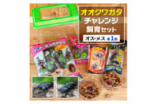 オオクワガタチャレンジ飼育セット(オス・メス各1匹)【1412783】
