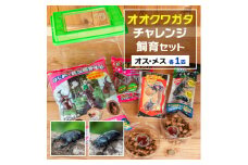 オオクワガタチャレンジ飼育セット(オス・メス各1匹)【1412783】