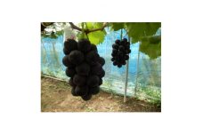 甘味と酸味の絶妙なバランスのピオーネ1.2kg(2房～3房)【1432341】