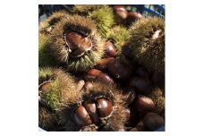 かすみがうら市産　生栗　3Lサイズ　2kg_栗 くり 茨城県 かすみがうら市 秋の味覚 美味しい 人気 おすすめ 送料無料【1437715】