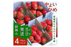 やよいひめ　朝摘み・当日発送　250g×4パック【1329784】