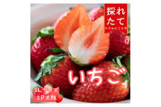 菅谷いちご園の完熟いちご　3Lサイズ　　　18粒(約420g)×2パック【1263162】