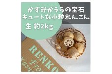 かすみがうらの宝石　キュートな小粒れんこん(生) 2kg【1438839】