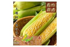 マルカファームの朝採れ「とうもろこし」10本セット【1404268】