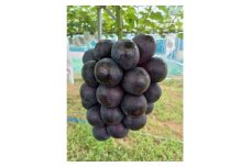 圧巻の味ナガノパープルと貴方の思考を変える味シャインマスカット　約1.2kg(2～3房)【1470009】