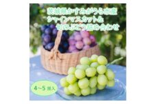 かすみがうら市産シャインマスカット&旬のぶどう詰め合わせ　合計4～5房【1477662】